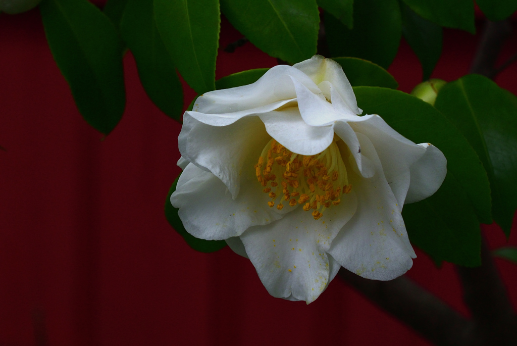 花寺の白弁…２