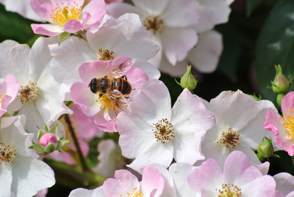 おいら、忙しいんだ…