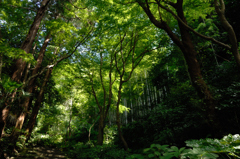 瑞泉寺の緑景…１