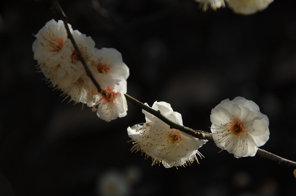 禅寺の象牙色…３