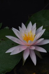 淡桃の和睡蓮…