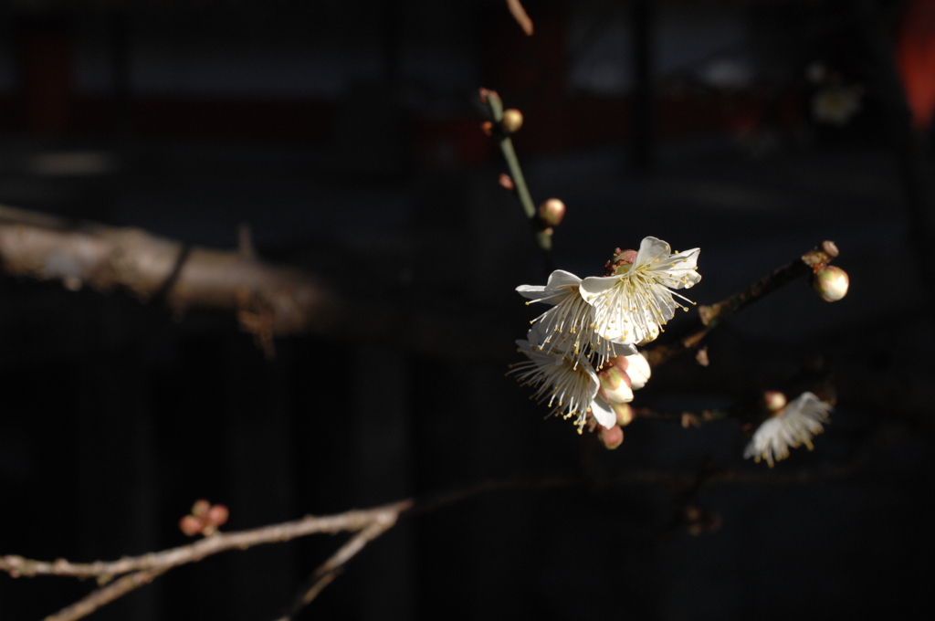 寒冬の象牙色…１