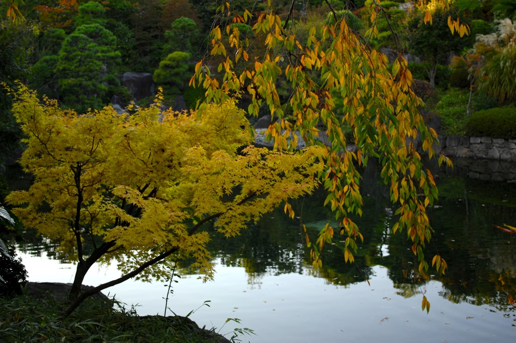 目白庭園・黄金色2…