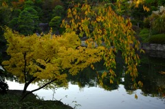 目白庭園・黄金色2…