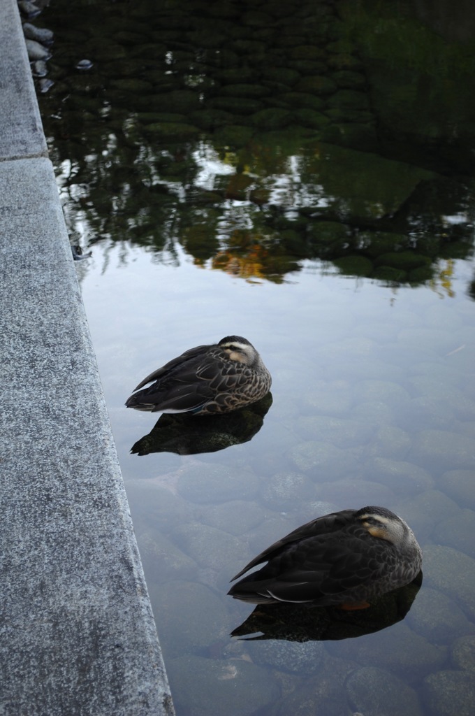 目白庭園・穏やかな水面１…