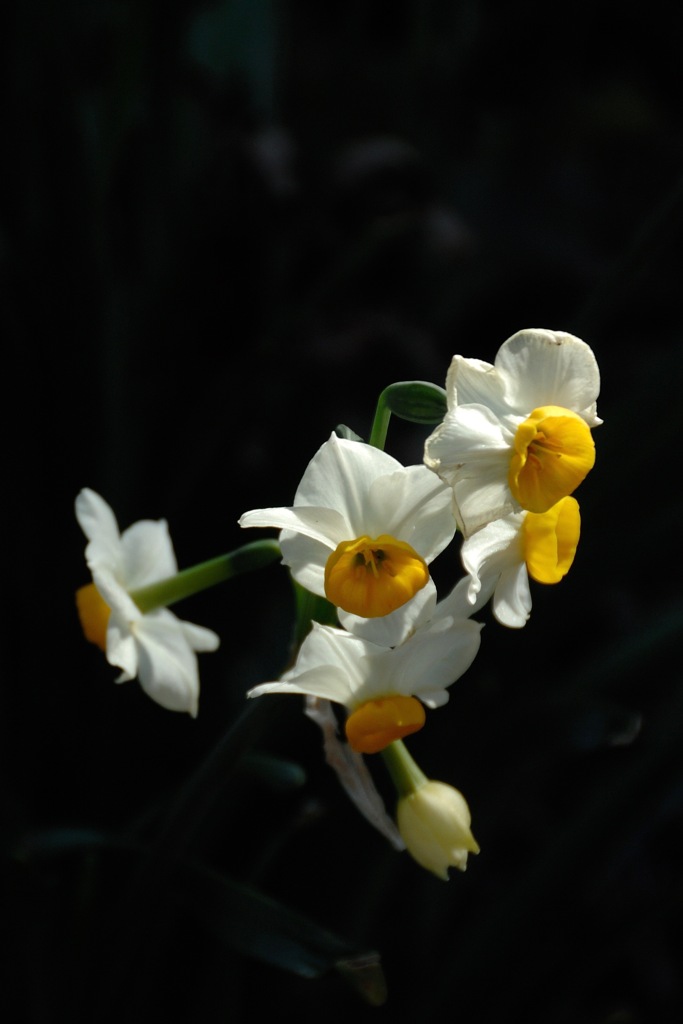 古刹の清花…
