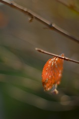 赤枯れの一葉…