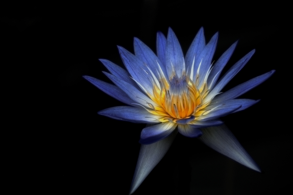 熱帯の群青花…２