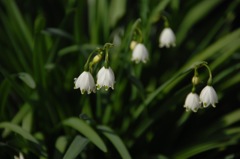 鎌倉の春花…４
