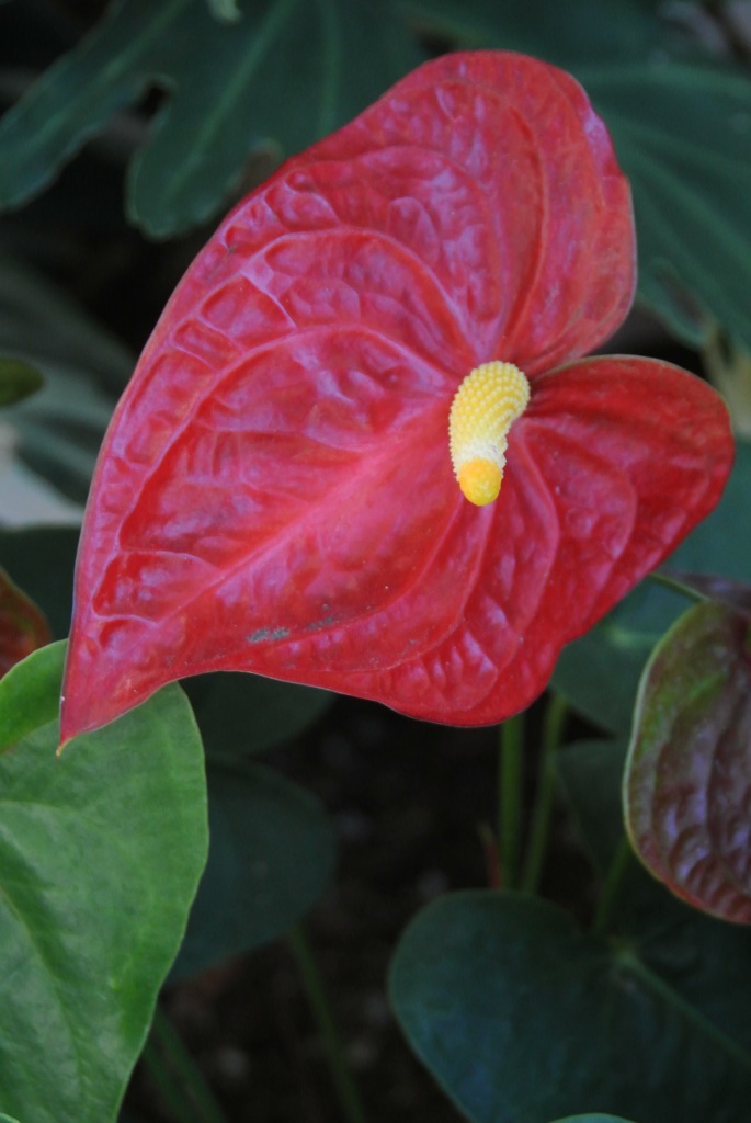 Waikiki Snapshot…7