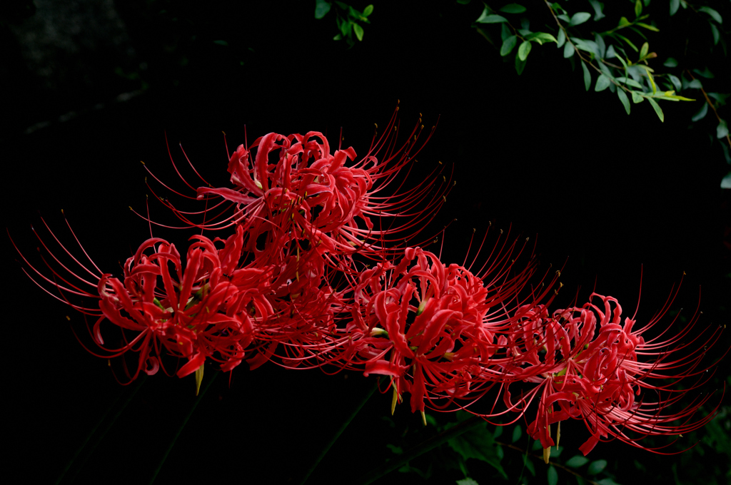 長月の紅赤色…