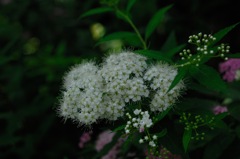 花寺の夏色…