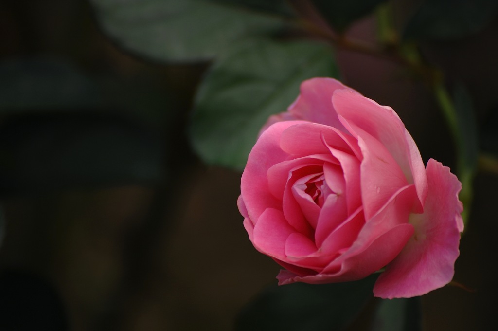 秋空の薔薇７…