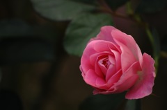 秋空の薔薇７…