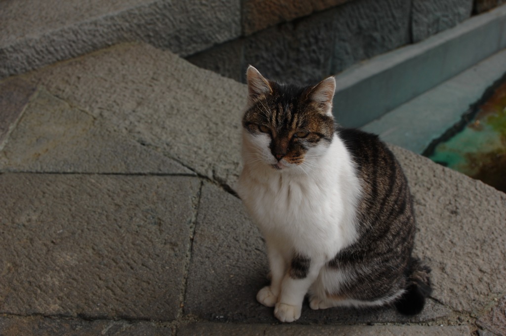 史跡に住む猫…２