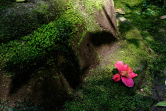 落花に陽が差す
