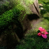 落花に陽が差す
