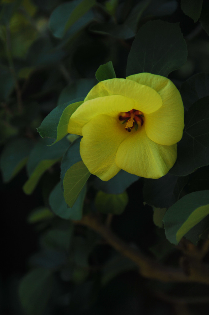 古都に映える夏の花々…４