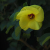 古都に映える夏の花々…４