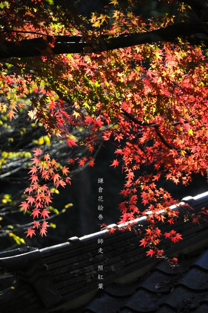 鎌倉花絵巻…師走１