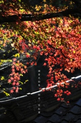 鎌倉花絵巻…師走１