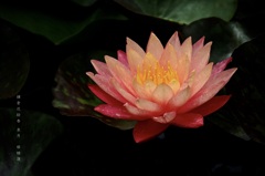 皐月の花絵巻…１
