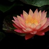 皐月の花絵巻…１