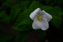 花寺の白弁…１