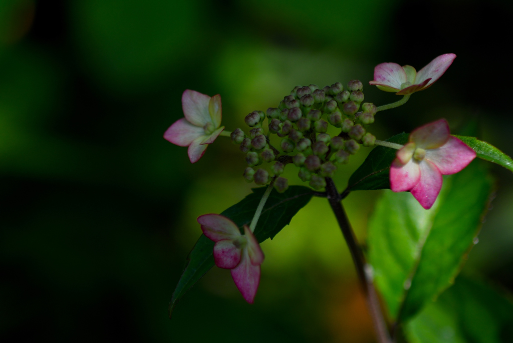 古都紫陽花の芽生え…３