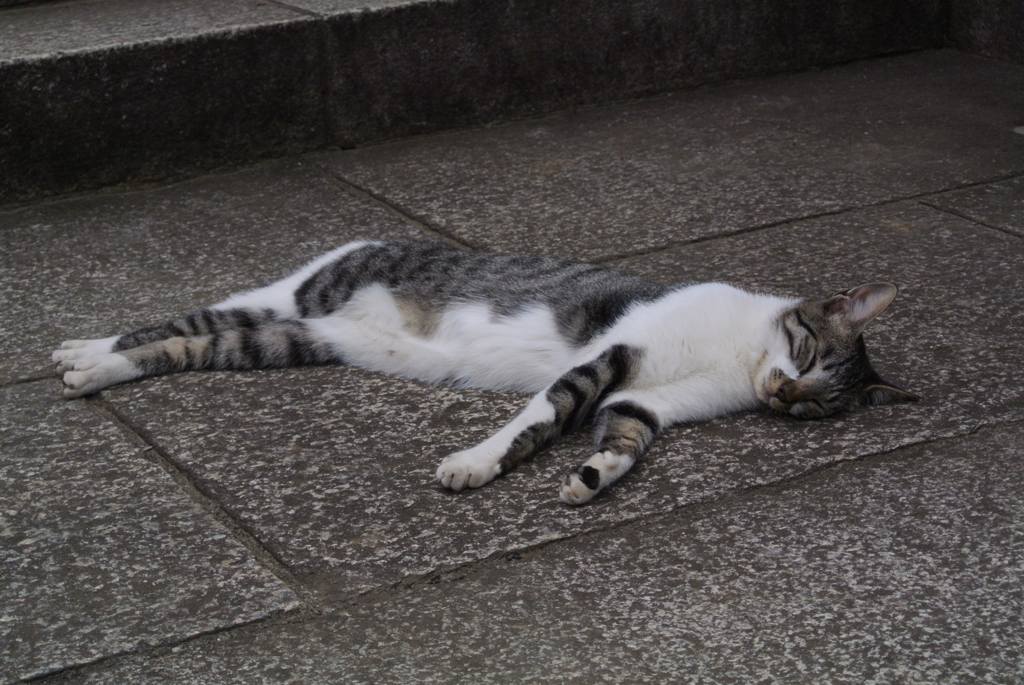 護国寺の眠り猫４