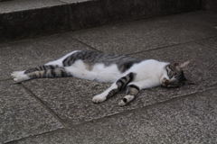 護国寺の眠り猫４