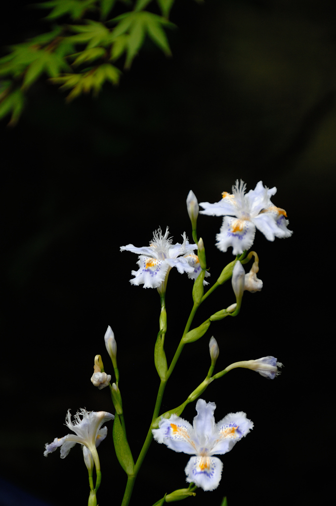 古都の雅花…１