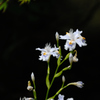 古都の雅花…１