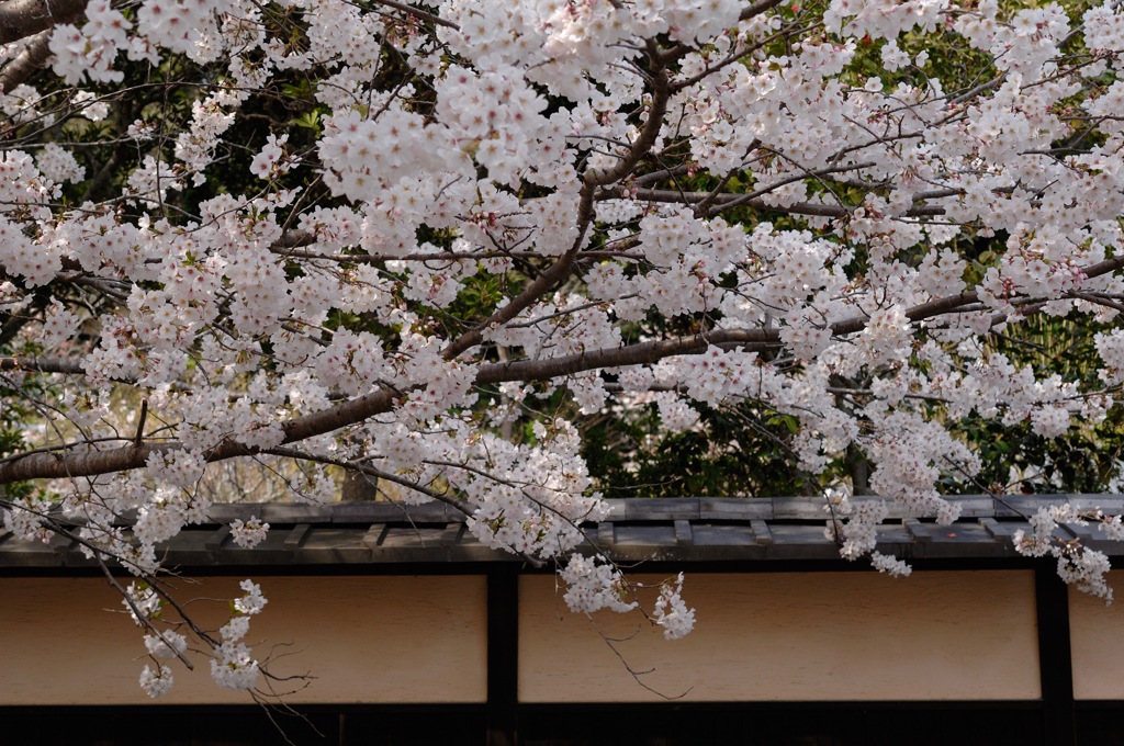 白塀の花舞台…２