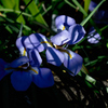 寺庭の冬花…２