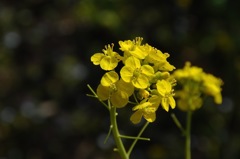 都心の菜の花色…２