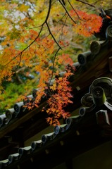 秋景の明月院…３