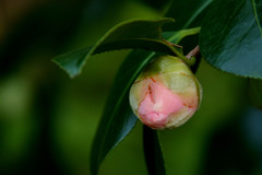 古刹に咲く赤蕾…