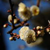 新春の彩り…７