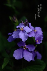 春告の紫小花…