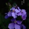 春告の紫小花…