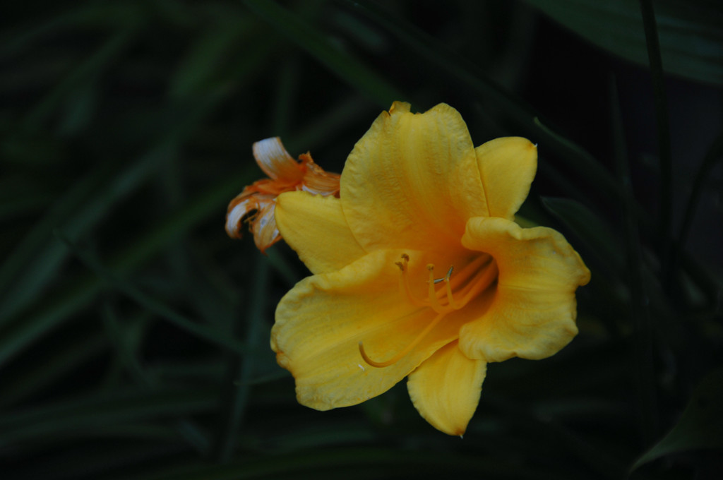 古都に映える夏の花々…３