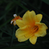 古都に映える夏の花々…３