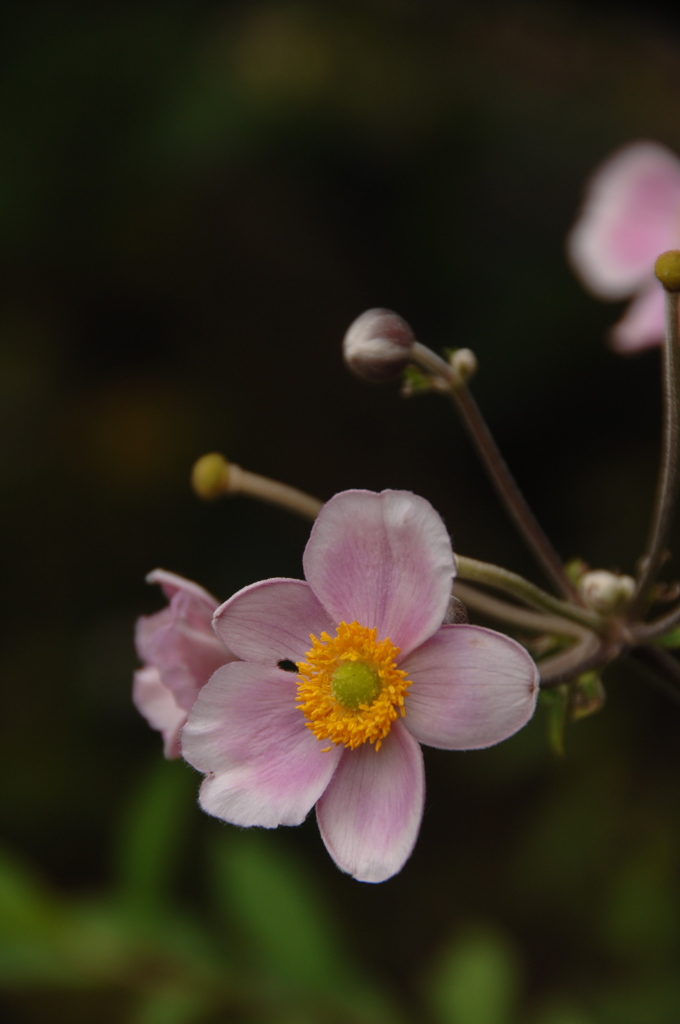 名刹の夏花…２