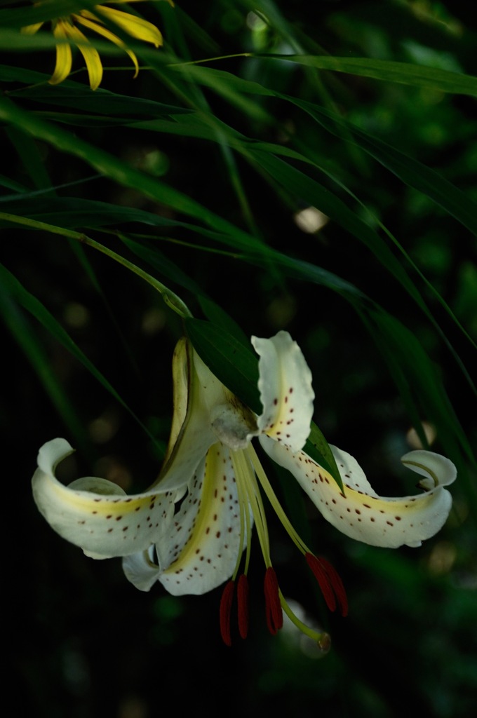 文月の香り花…