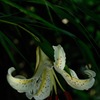 文月の香り花…