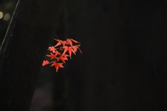 都心の残秋色…