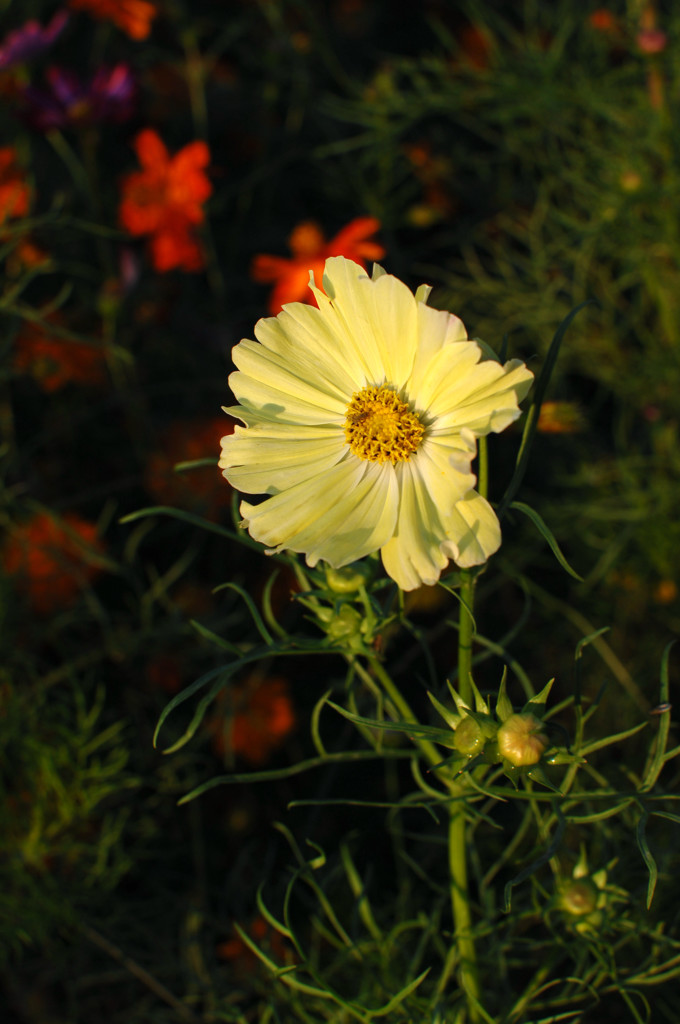 夕景の秋桜１…