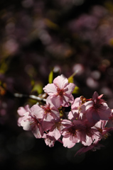 古都の早咲桜…３