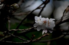 早咲の冬桜…